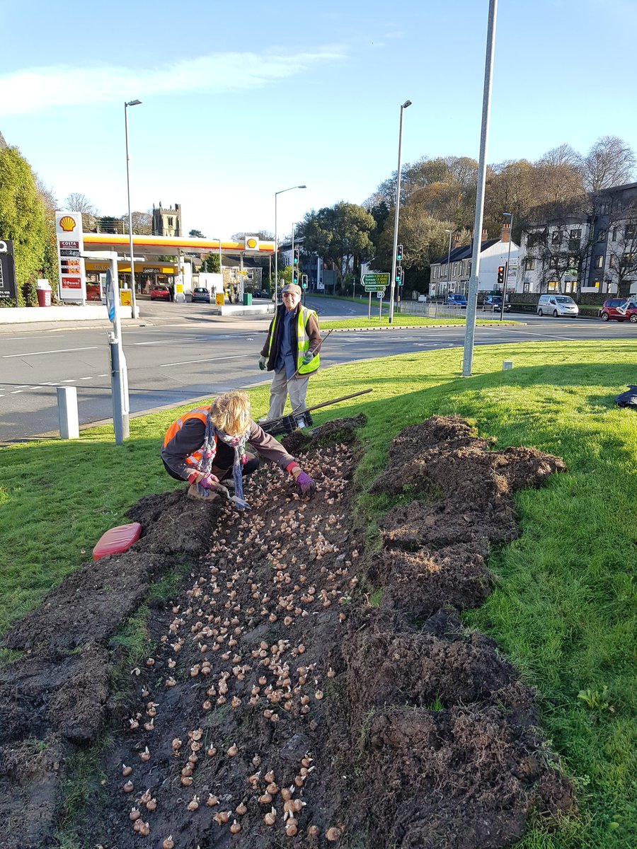 TruroinBloom's tweet photo. Hard at work this morning planting @Fentongollan crocus and tete a tete on Trafalgar roundabout and Waterloo bank https://t.co/lgeAHEg4x6