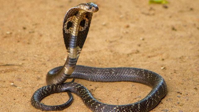 listychan99's tweet photo. Tak Disangka, King Cobra Raksasa Membunuh Ular Piton https://t.co/ushxqOlcF1 https://t.co/j3zSSQSkOm