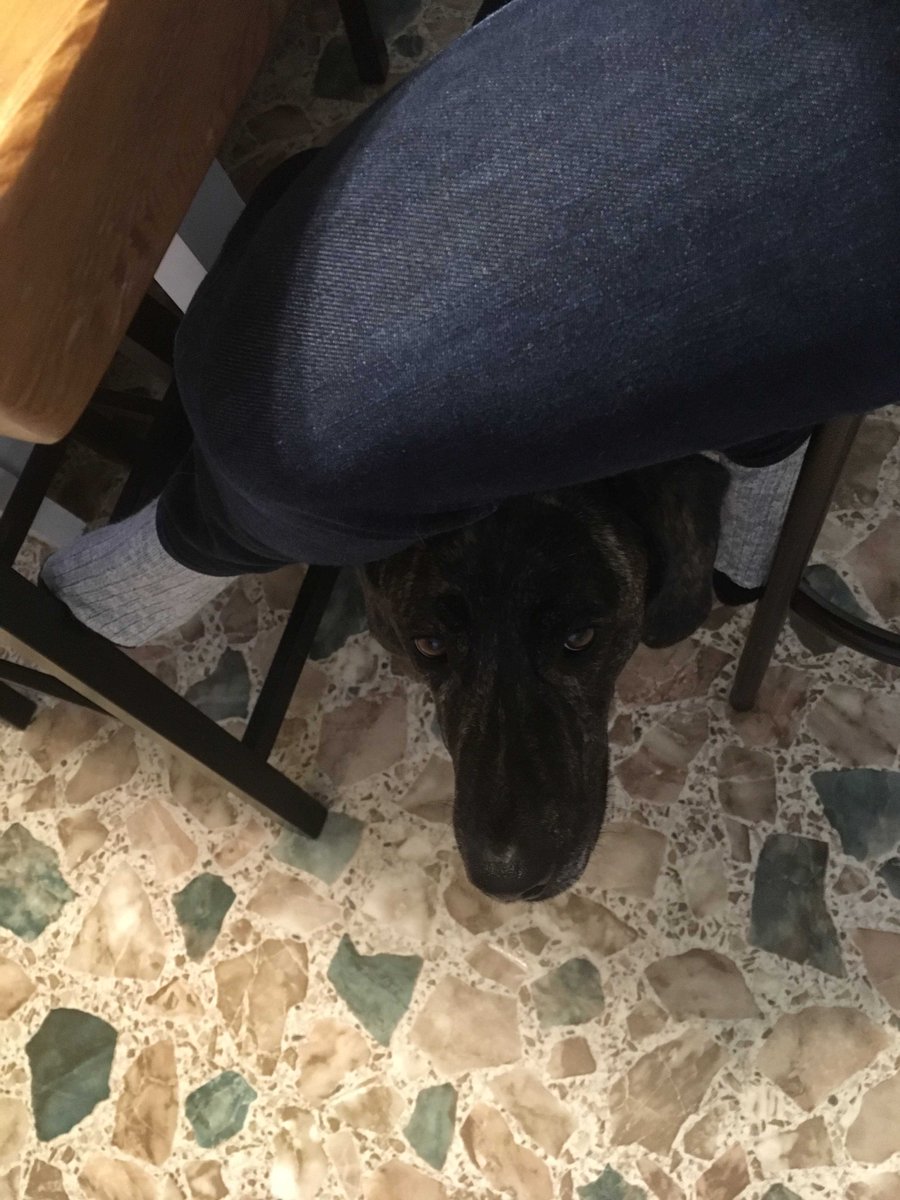 NBFibres's tweet photo. This morning cuddles thanks to Duke. #doglife #snuggle #adoptdontshop #mixbreed #lab #plotthound https://t.co/smf5GfwnCQ