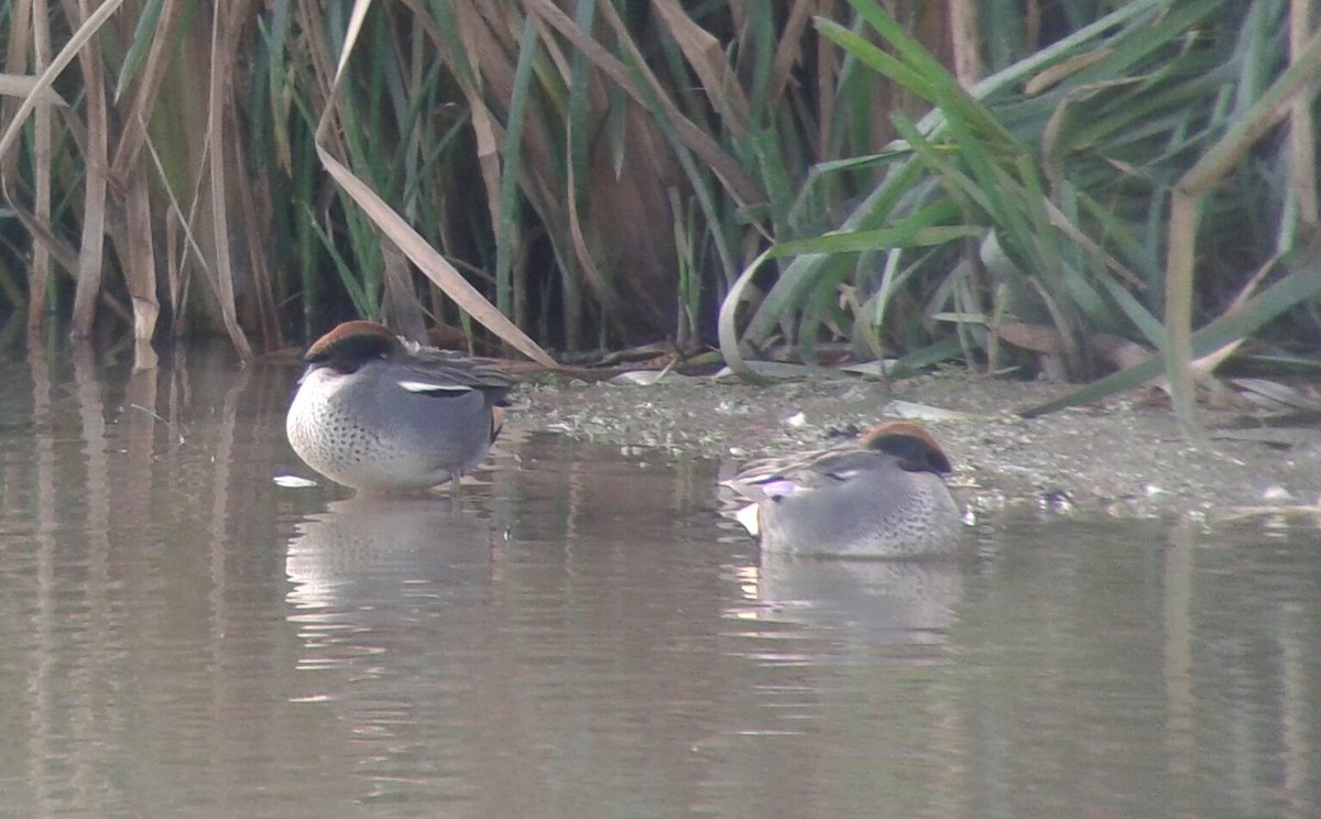Thinkingbirder's tweet photo. A winter spectacular @RSPB_BurtonMere . 7 marsh harriers enjoy the marsh over 1000's of p-f geese whilst a peregrine worries ducks and waders. Some of the teal aren't too bothered, though. https://t.co/pqKQuFHPai