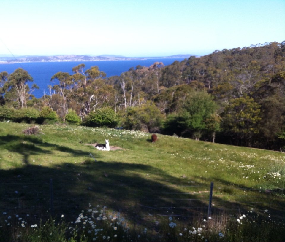 TassieStore's tweet photo. Alpacas with the Derwent River behind #Taroona #Tasmania #Australia https://t.co/E5AjHnYKrc https://t.co/AVjiHdT5En