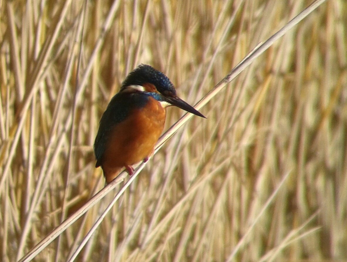 Thinkingbirder's tweet photo. Nothing's ever guaranteed with birds, but this kingfisher @RSPB_BurtonMere is putting on a show to order at the moment. #wildlifespectacle https://t.co/XKnBS0uJdo
