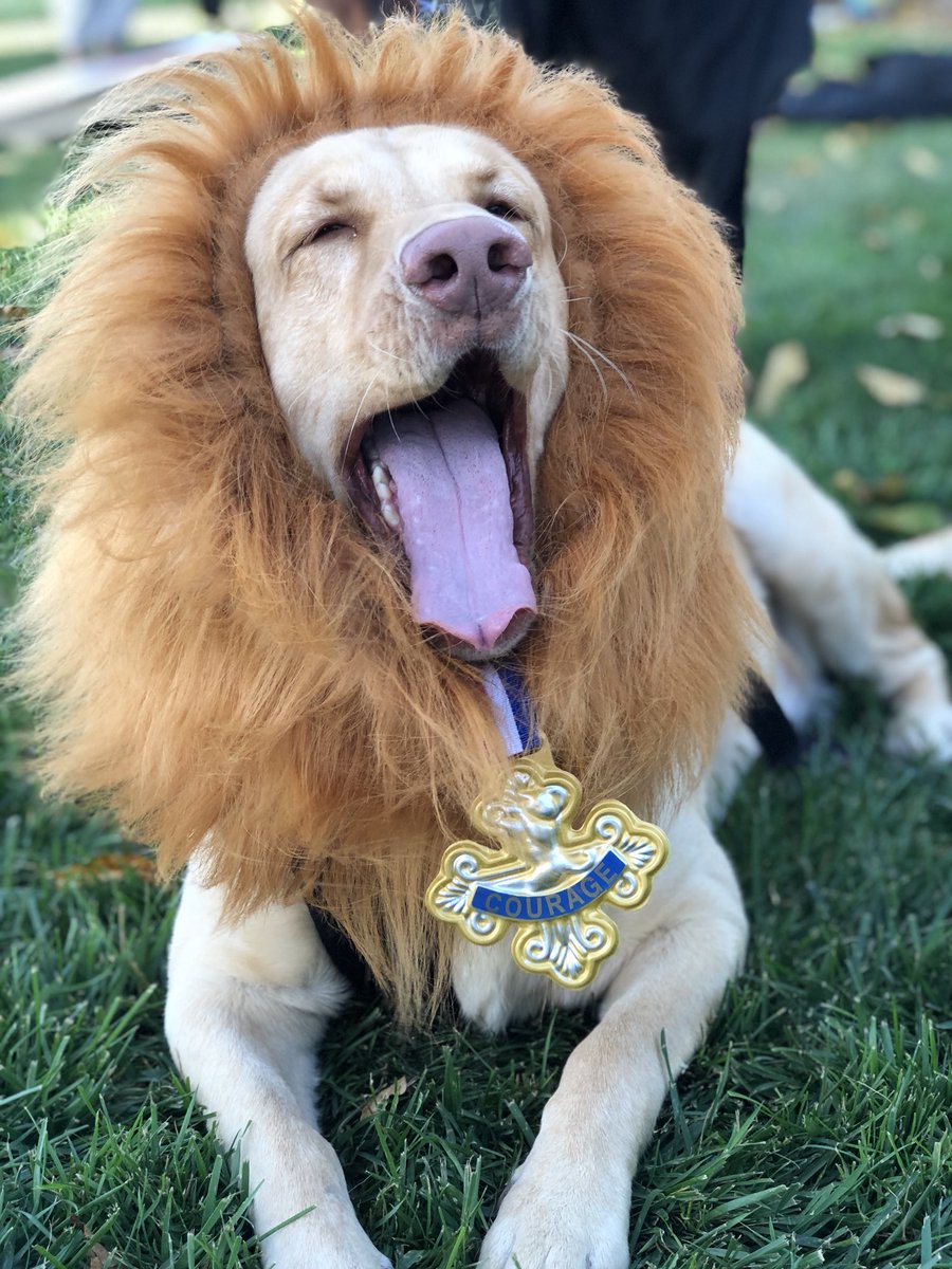 nikkibobby23's tweet photo. @AmyFreeze7 this is Charlie!  He made the best cowardly lion!  💕 #bigdogsunday https://t.co/LqWFtkuewa