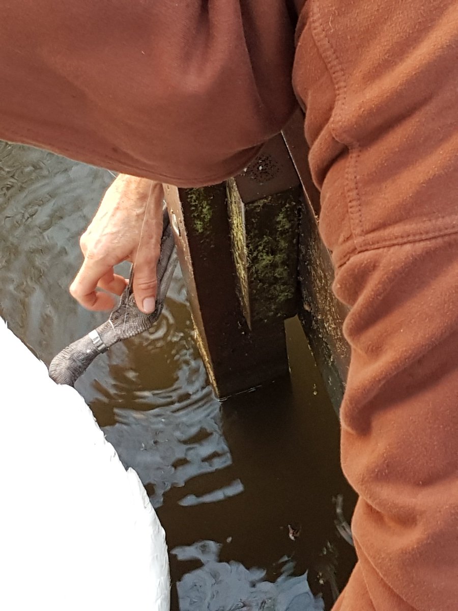 The swan king @Waynehiggins6