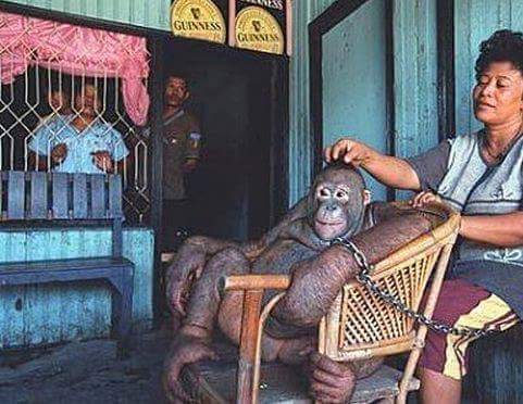 _Naeray's tweet photo. En Indonésie, des orangs-outans sont capturées, rasées et utilisées comme prostituées.
Et les clients sont bien là... https://t.co/boPMtQ5aEN