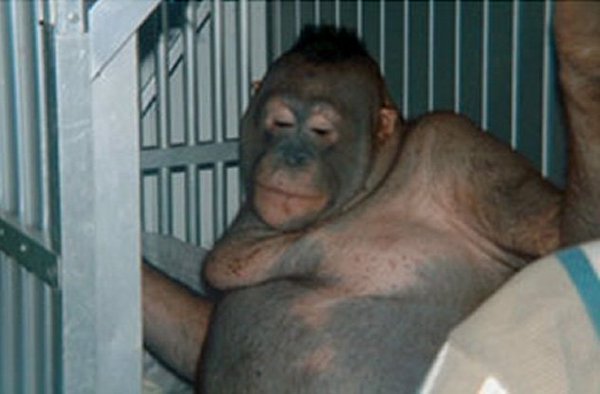 _Naeray's tweet photo. En Indonésie, des orangs-outans sont capturées, rasées et utilisées comme prostituées.
Et les clients sont bien là... https://t.co/boPMtQ5aEN