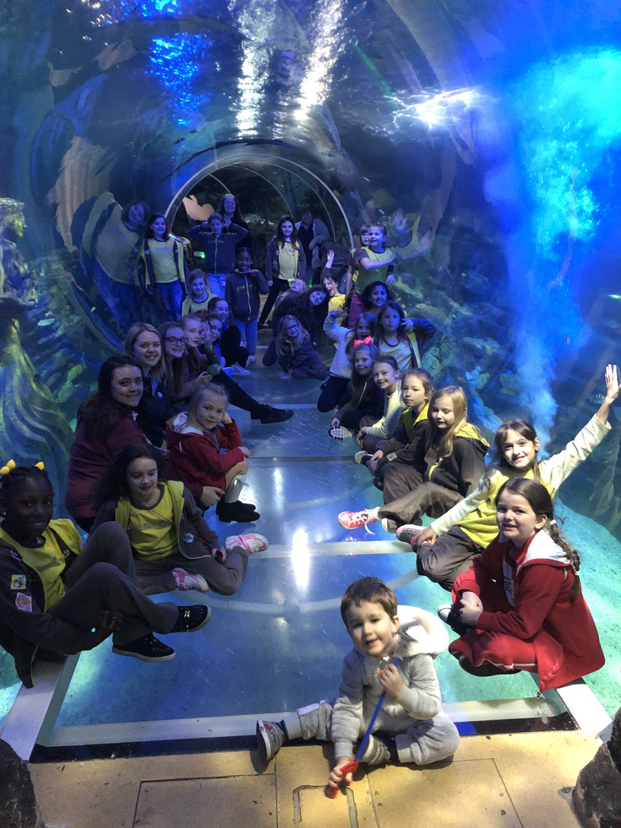 GGColeValley's tweet photo. 231st Birmingham groups slept in the tunnel with the sharks, rays &amp; sea turtle at the Sea Life Centre last night. We recommend it! 🐧🐠🐟🐬🐙🐢🦈🌈🍭 https://t.co/yF6RKNqnDe