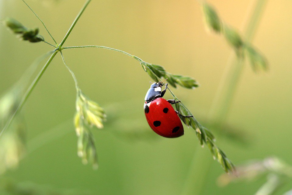 What is the allure of small? bit.ly/2z83073 via <a href="/forrester/">Forrester</a>