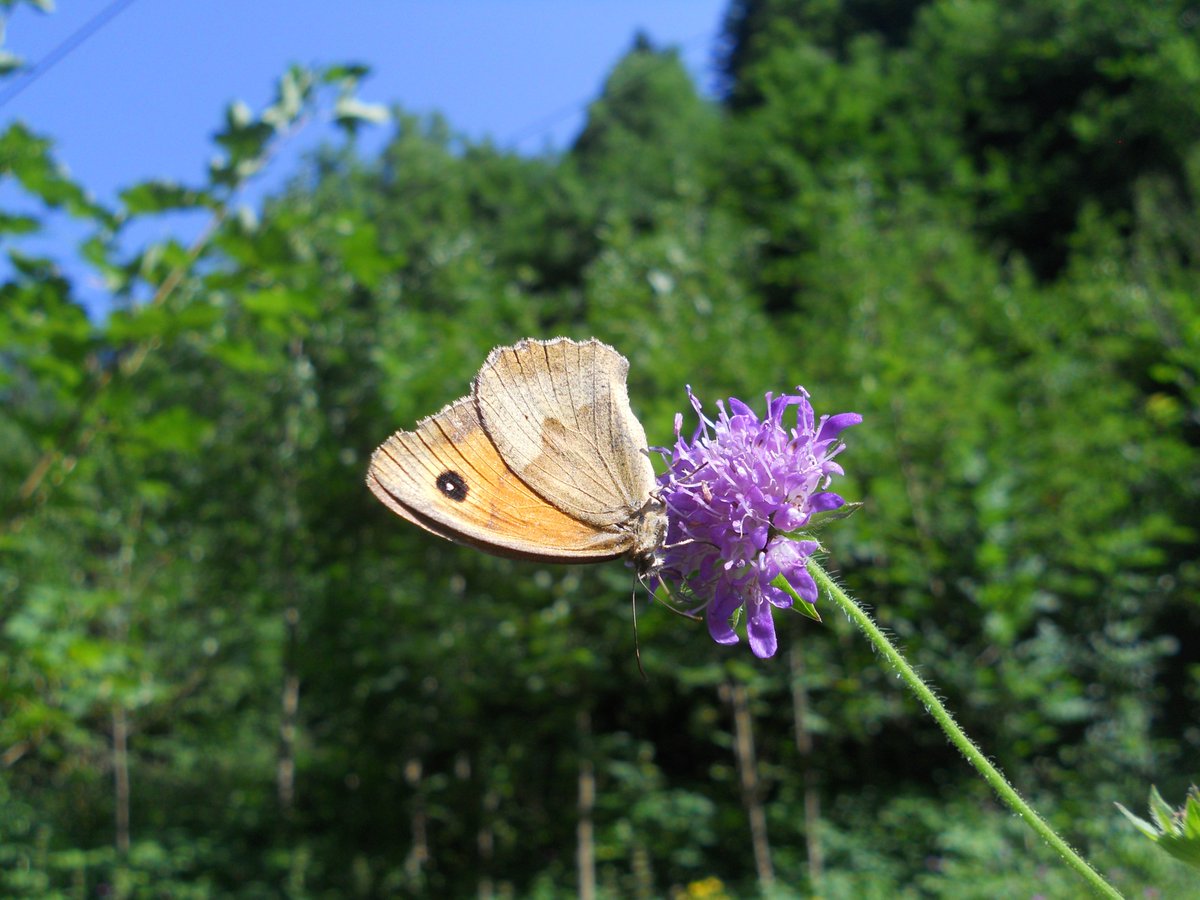 SamuelMarent's tweet photo. #Meadow brown (#Maniola jurtina)
Order: #Lepidoptera
#photography #nature #sunday https://t.co/DjWMriBSVB