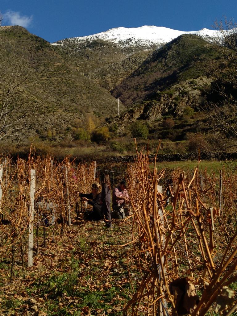 CostersMonteixo's tweet photo. Després d'una setmana de neu i gel, avui amb un sol radiant que brilla damunt d'Àreu, fem la verema del Riesling de Costers del Monteixo. https://t.co/RaUDNwzev9
