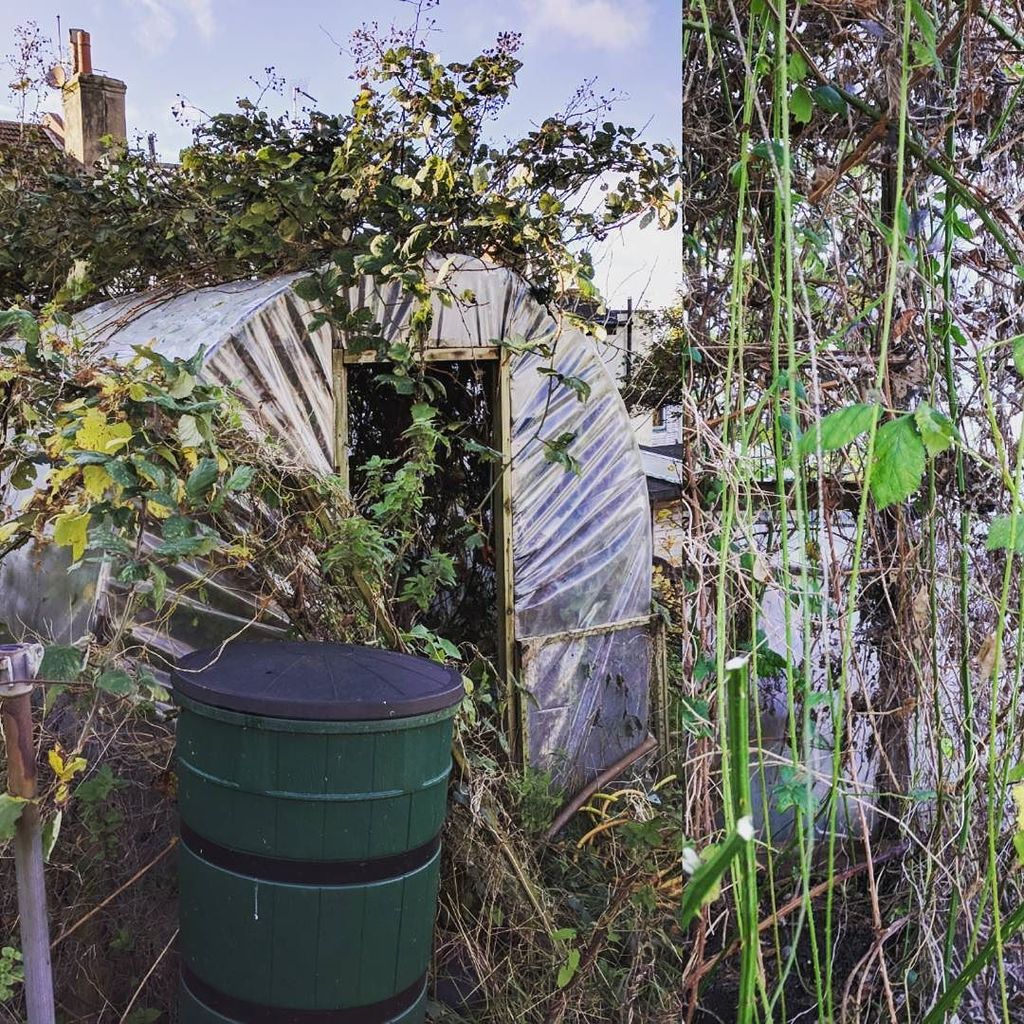_Vegetablism's tweet photo. Got my work cut out with this. #allotment #needgloves #wheresmyhat https://t.co/U90kyx2Z1i https://t.co/ZVPJhM2UvB