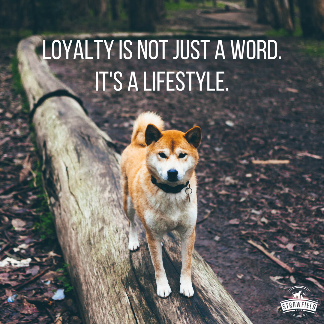 strawfieldpets's tweet photo. There's no other animal in the planet as loyal as dogs.

#dogsoftwitter #petlover #petsoftwitter #dogquotes #quoteoftheday https://t.co/kXGLUuA1Ic