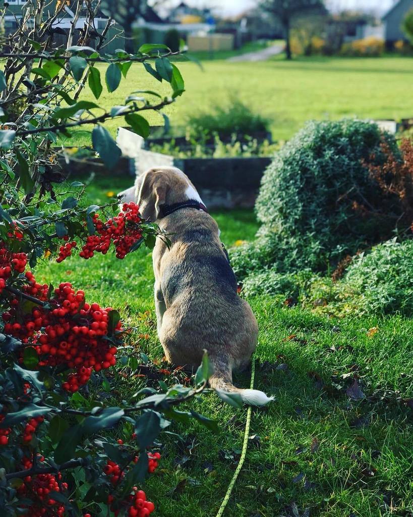 sickanthebeagle's tweet image. On surveillance duty today! ift.tt/2zz0syJ