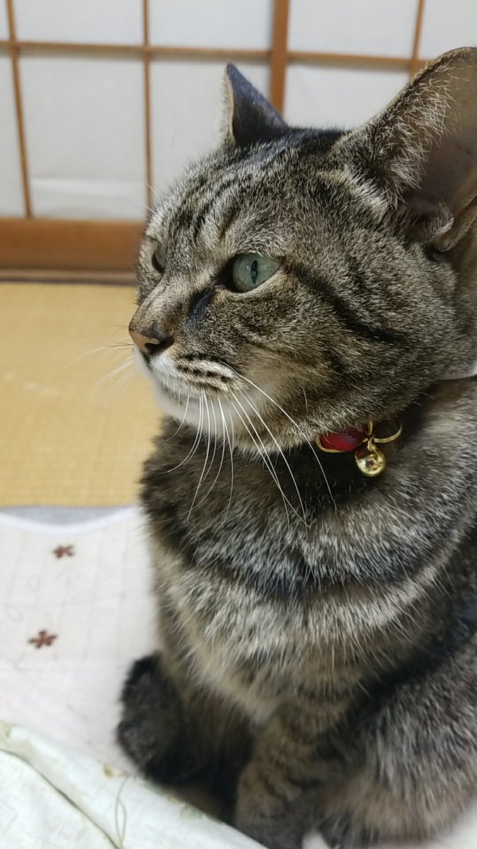 シン ゴジラ放送中の猫さまたちの反応 Togetter シン ゴジラ放送中の猫さまたちの反応 Togetter