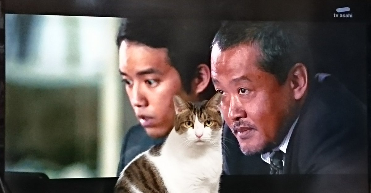 シン ゴジラ放送中の猫さまたちの反応 Togetter シン ゴジラ放送中の猫さまたちの反応 Togetter