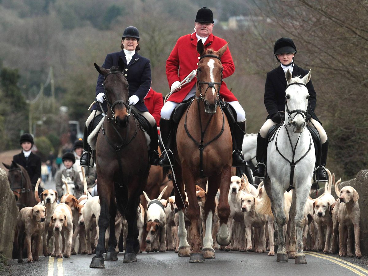 But it's our heritage, But it's natural, But we have always done it. Here is three of the most common excuses we hear to bring back fox hunting.

It's not natural, we banned slavery and that was part of our heritage and just because we have done it for a while don't make it right