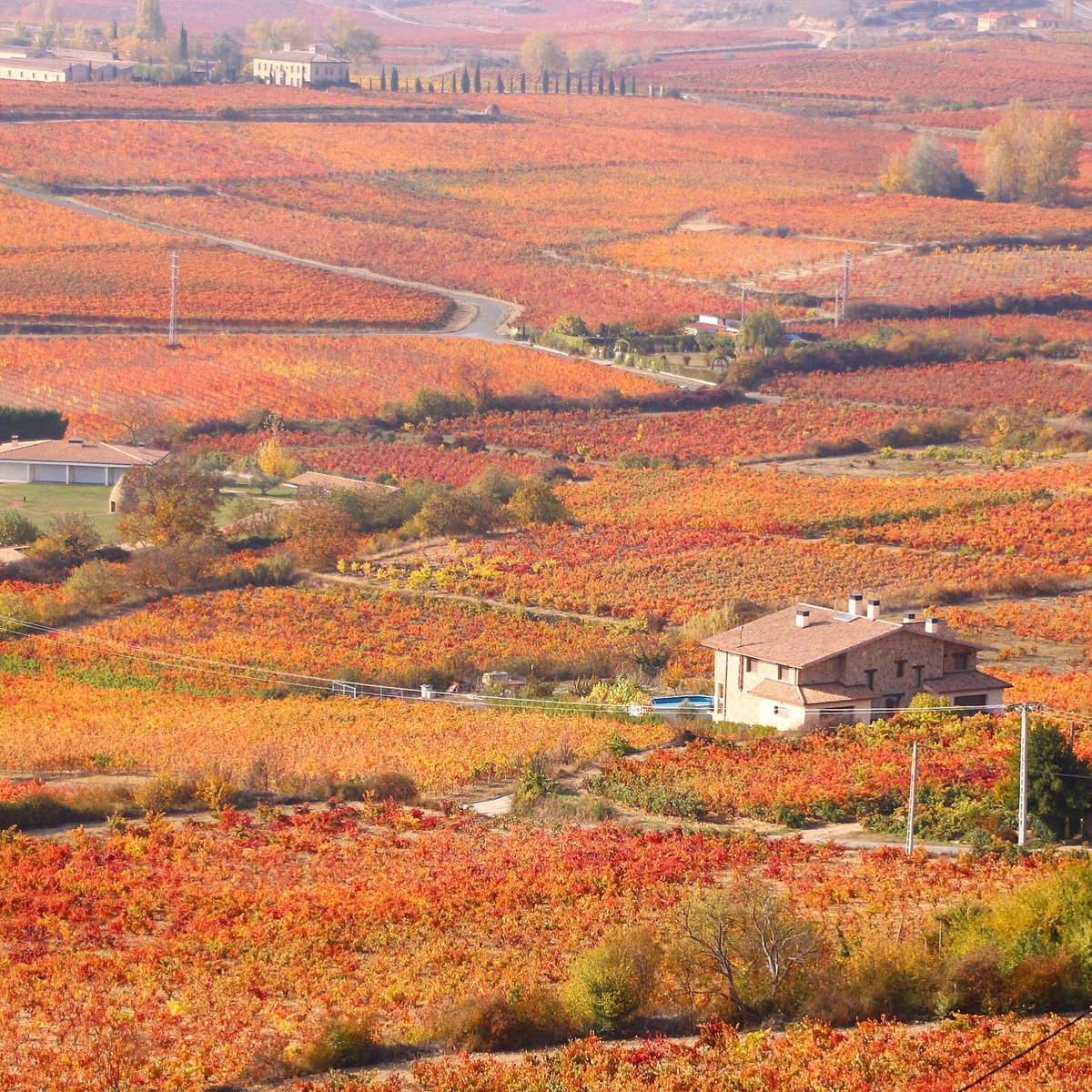 田島知華 たじはる Official Twitterissa Spain Laguardia 北スペイン のバスクを周遊していた日から一年が経ち 今年もまた秋がやってきました 日本の紅葉も好きだけど スペインで見た秋のぶどう畑も綺麗だったな T Co 64dmvh2l6d