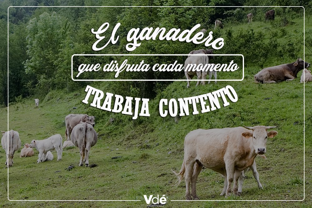 vacunodeelite's tweet photo. Cuánto se disfruta lo que se valora, ¡feliz domingo! #Vdé #vacuno #felicidad #ganaderia https://t.co/Z0YpKQH9Rj
