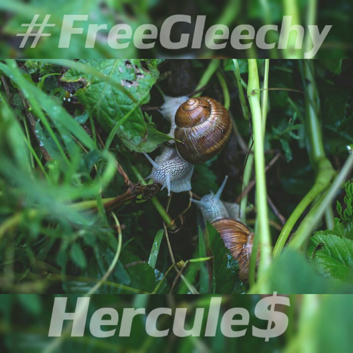 HerculesBeats's tweet photo. Free beat
#FreeGleechy
https://t.co/zSJPkRkPu5 https://t.co/f8cG6iDhGm