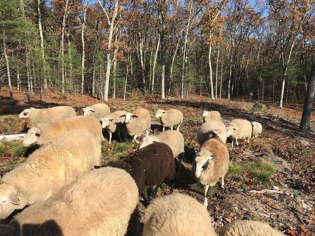 Lillooet Cheesery (LillooetFarm) Twitter