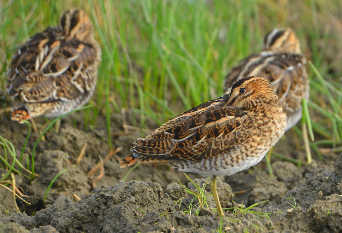Dit trio #watersnippen gaat slapen...tot morgen! #Lauwersmeer #HH.