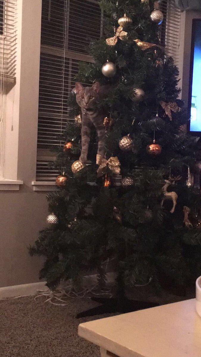 GinnySherrill's tweet photo. Who do I contact about a photo shoot with my cat? https://t.co/By3dqbbOn5
