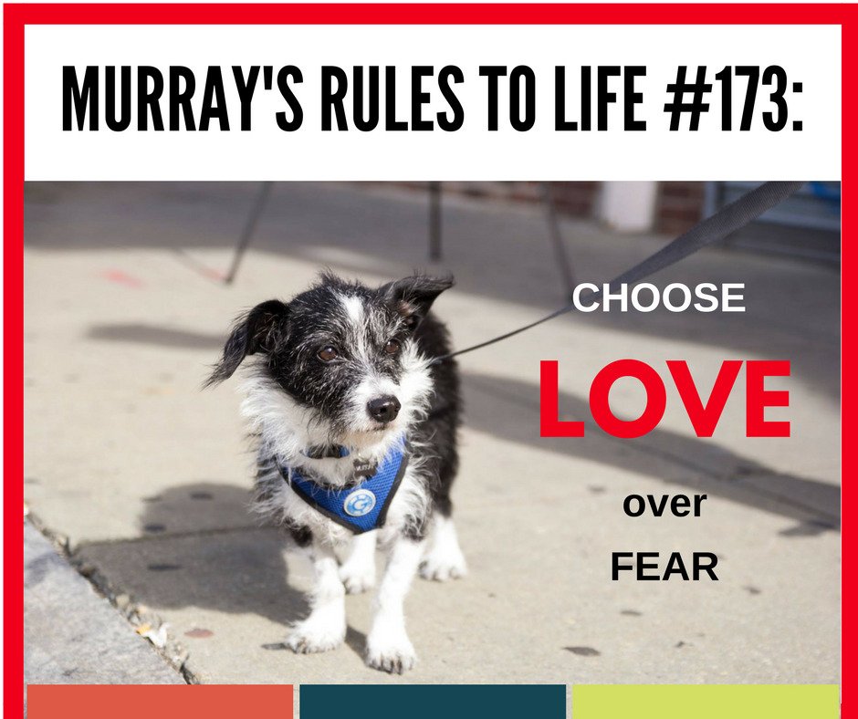 DebraAlfarone's tweet photo. #MurrayMemes Choose Love over Fear. You'll win 100 out of 100 times. #rescuedog #borderjack #inspiradog https://t.co/5YaGmzhtbC