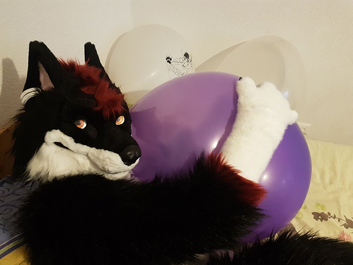 HowdyTheWolf's tweet photo. This wolf was able to try out a bit of #loonerfur fun today with @FlippyLion and @Mydeggi_Nephtys (pics are by them) :3

Care to join me?

#fursuit #Balloon #balloonfur #huffhuff https://t.co/g4TERSW6et