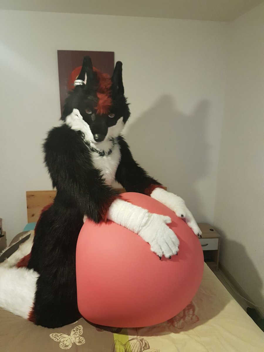 HowdyTheWolf's tweet photo. This wolf was able to try out a bit of #loonerfur fun today with @FlippyLion and @Mydeggi_Nephtys (pics are by them) :3

Care to join me?

#fursuit #Balloon #balloonfur #huffhuff https://t.co/g4TERSW6et