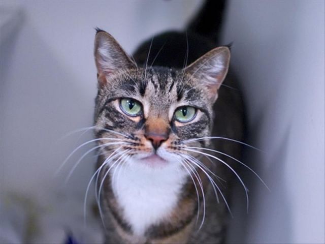 NYC's DEATH ROW CATS tweet media