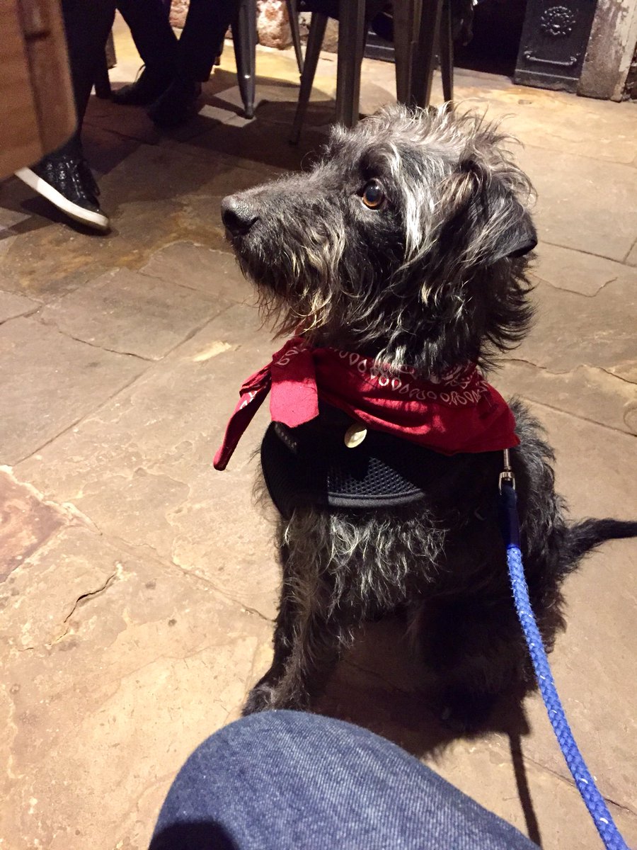BuddyDoggy's tweet photo. Thank you @SteamYard for being so nice and having AMAZING donuts πΆπ©
#DonutFace https://t.co/RETu3ZFL10