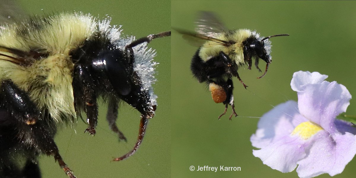 PollinatorCons's tweet photo. Tips for capturing #bumblebee flight
1. Very fast shutter speed 1/2000 since wings beat 500X per sec
2. Bee &amp; flower in same focal plane
3. Hand held DSLR, 60 or 100mm #macro lens f9-11
#Bombus @BumblebeeTrust @xercessociety
More #pollination #photography https://t.co/PYXyomHZED https://t.co/xhgvCchf4T