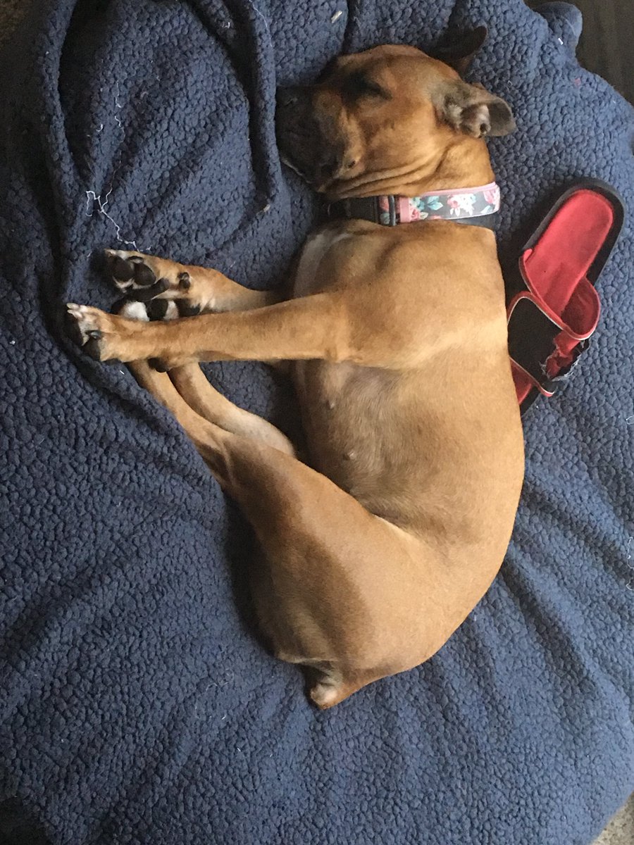 FriscoMomBlog's tweet photo. Possession is nine-tenths of the law, she’s guarding her shoe now!. #JoyTheDog #dog #TerrierBoxer #BloggerDog #shoes #furtastic https://t.co/DelOeBcAbV