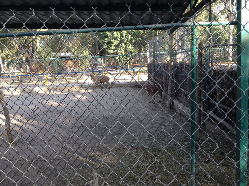 elchavooooo's tweet photo. @PROFEPA_Mx @GobDgoOficial @DrRamonEnriquez @spublicos_dgo Para esto son los zoológicos? Dense una vuelta para que vean cómo viven los animales, esto ya no debería existir, liberen a estos pobres animales, ténganles compasión, la gente no acude a verlos. https://t.co/YcFSn3q4ho