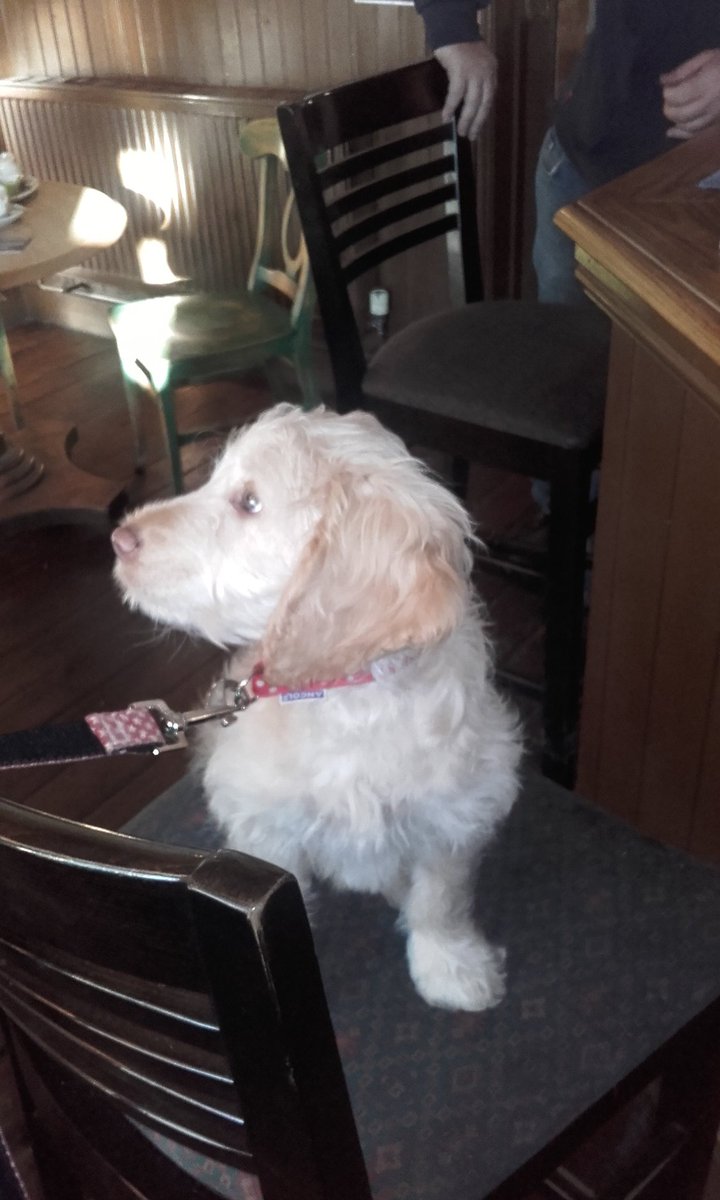 A new cockerpoo in the thirsty. He's called crumble. Great dog