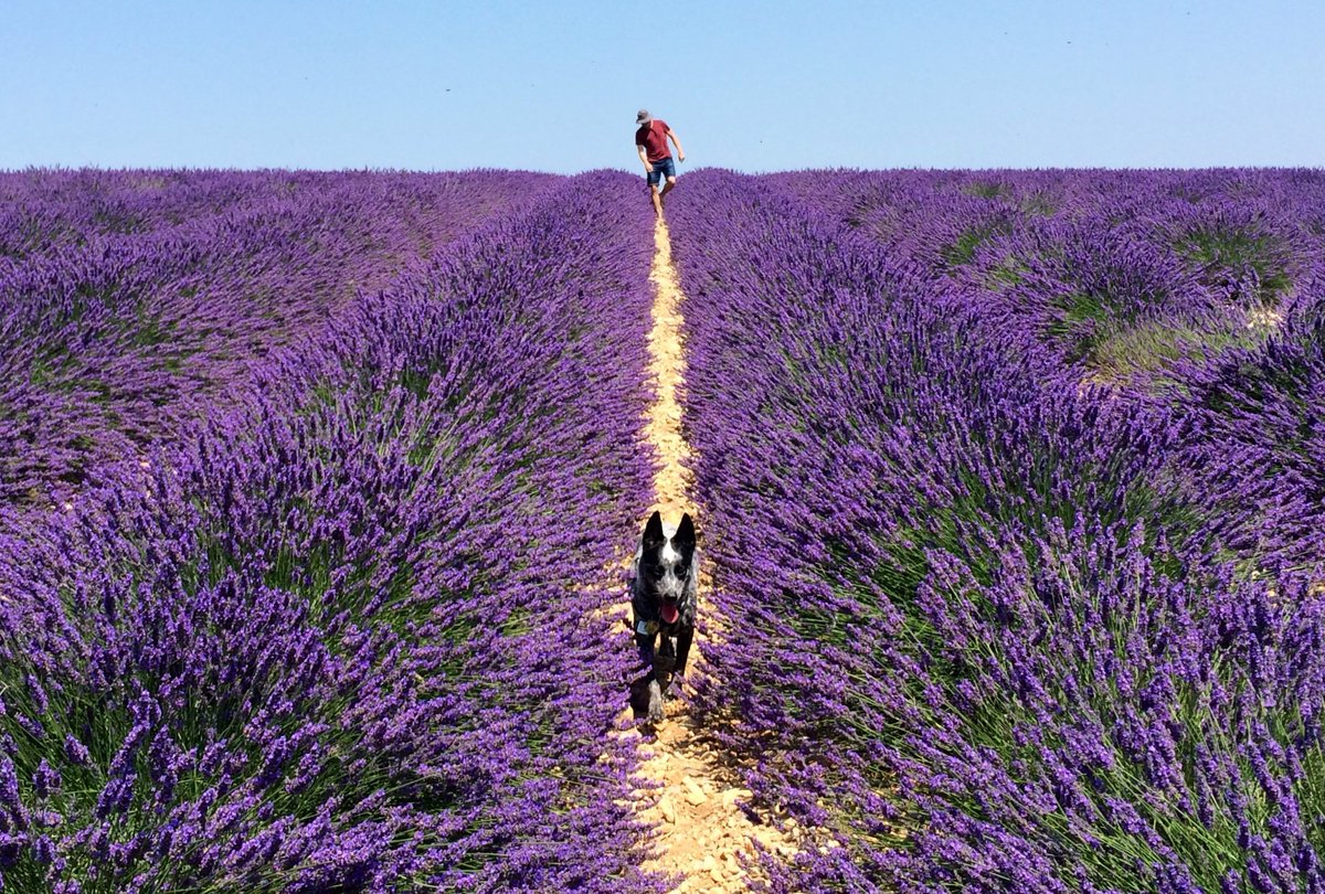 benjo_laylows's tweet photo. Thanks to all the beautiful people who came out and the lovely bar staff at @TheMarquisCG! Catch me next with the #LayLows on 22 Nov - details to come... in the meantime here's a pic of me and Lady frolicking in some lavender
#londonlivemusic #blueheeler #rescuedog https://t.co/wAPMb6TRjq