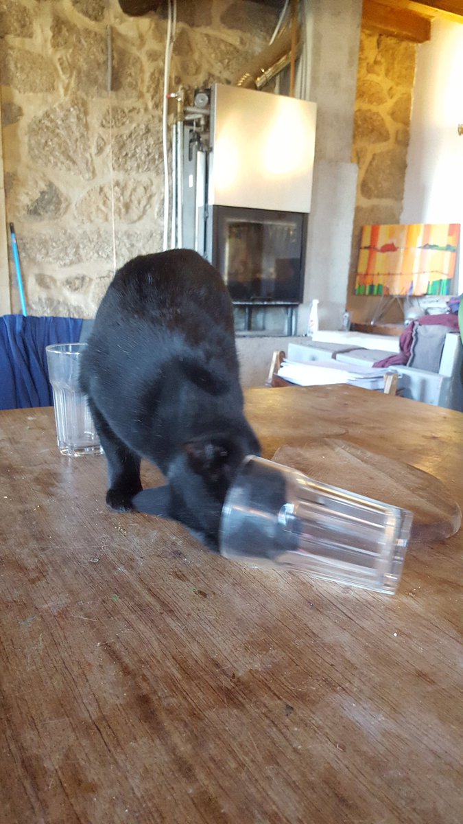 sradjy's tweet photo. She almost got stuck, all for a few drops of chocolate milk, aka nectar of the cat gods apparently #catertainment https://t.co/qXoFIdtPyA