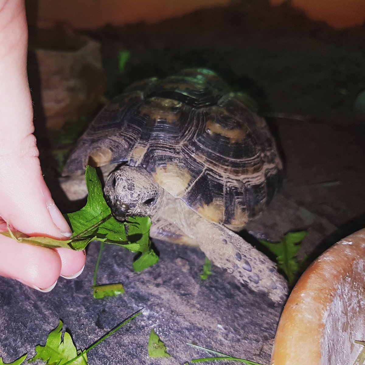 stewart_corinne's tweet photo. Timmy #tortoise #spurthighed #TestudoGraecaMarokkensis https://t.co/EiKpfslOau