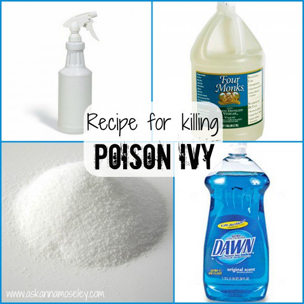 If you share my hatred of poison ivy (who wouldn't?) then you need this tip to get rid of it. It's a lifesaver! bit.ly/2bRt2iw