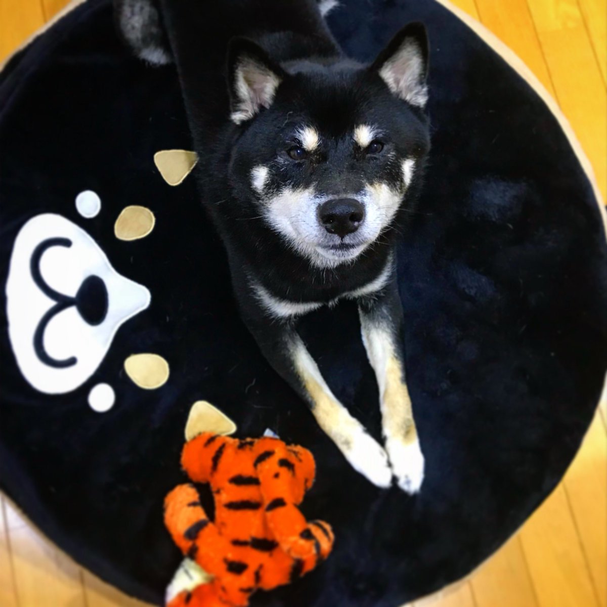Mjesto Rođenja Rijetko Masta しま どら クッション Jamisonlandscaping Com