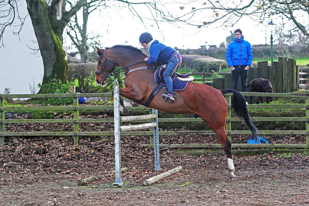LinziJohnston's tweet photo. Paparazzi 🐎❤️ https://t.co/oXoa2hwNnQ