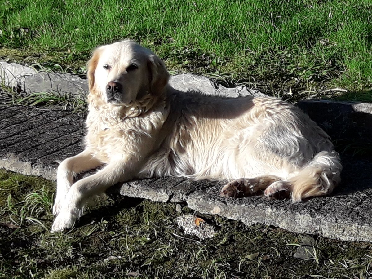 OScolai_a's tweet photo. An #Madra ag crú na gréine inniu. An #ghrian #solas #solasanfhomhar An #gháirdín https://t.co/MEeQuAzXTX