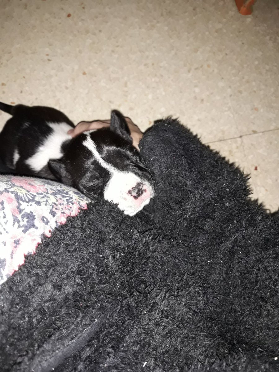 acudame's tweet photo. Bowie pronto estara listo para irse a una casa adoptado. Solo busca esa familia q le quiera y cuide por el resto de su vida. Seras tu? Sera mediano-grande de adulto. ADOPTA O RETWT https://t.co/LdaKDWKB2v