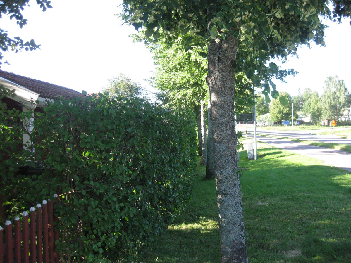 Lindallé som Borlänge Energi har planterat alldeles för nära  vår tomtgräns. Lindarna hänger över vår häck.