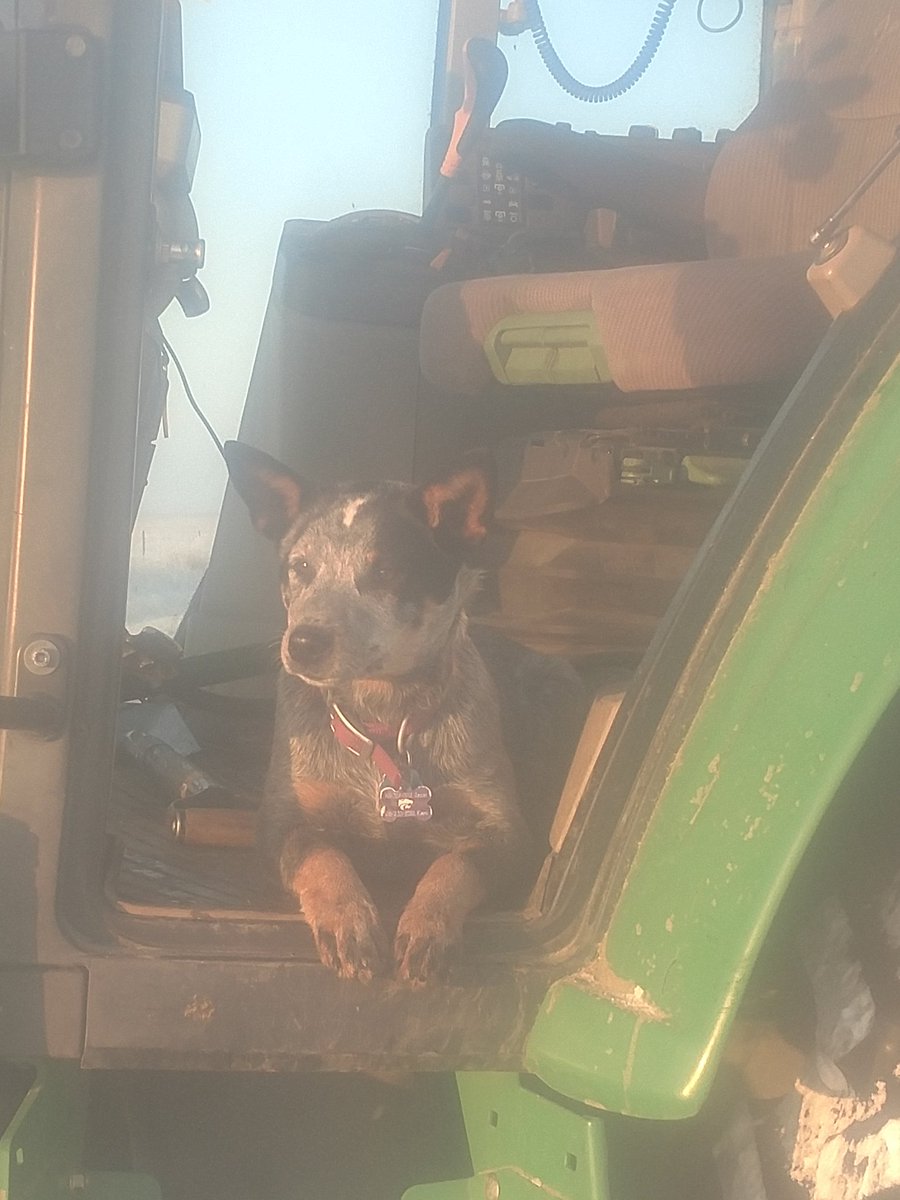 jasonetopp's tweet photo. Kira the cow dog thinks it is a beautiful morning to feed cows! We are so blessed to be able to do what we love! #BlessedAndGrateful https://t.co/AXz59bxQxc