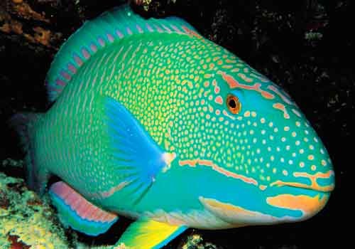 tgiroatan's tweet photo. The Rainbow Parrotfish (Scarus Guacamaia) is the largest herbivorous fish in the Atlantic, with males growing to lengths of 1.2 meters.
This herbivorous fish uses its strong beak-like mouthparts to scrape algae and other plant matter from the surface of the coral. https://t.co/DCelM1frPk