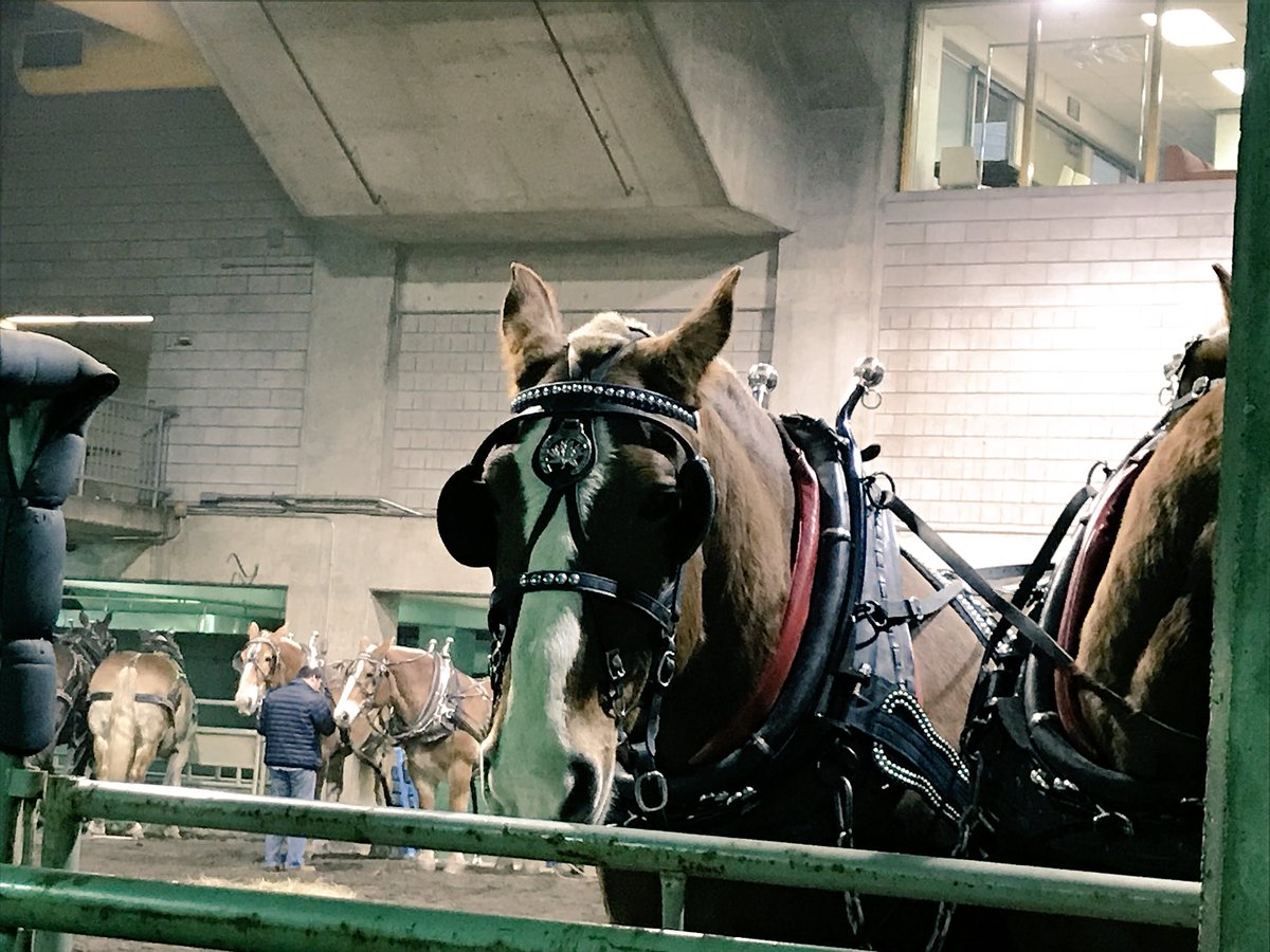 MissTeganT's tweet photo. #FarmFair @martindeerline Hall D featuring the Heavy Horse Pull is about to start; all participants are harnessed and ready to work hard! https://t.co/1B9YYfdHz8