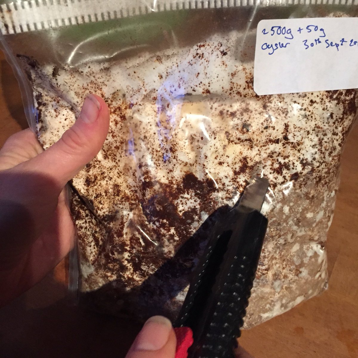 farm_lab's tweet photo. .@SowtheCity #diymushroom bags ready to bring out of the dark. Cut a cross in the bag (5cm by 5cm) place in indirect light and spray tap water into the hole daily until mushrooms fruit... https://t.co/NDnaiO1eJt
