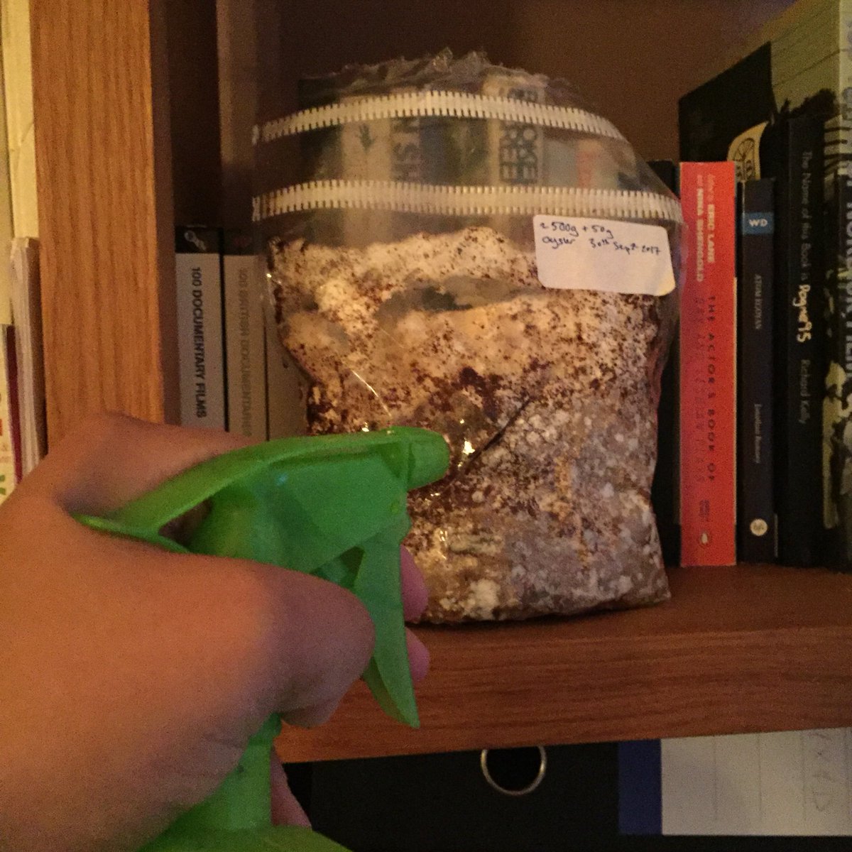 farm_lab's tweet photo. .@SowtheCity #diymushroom bags ready to bring out of the dark. Cut a cross in the bag (5cm by 5cm) place in indirect light and spray tap water into the hole daily until mushrooms fruit... https://t.co/NDnaiO1eJt