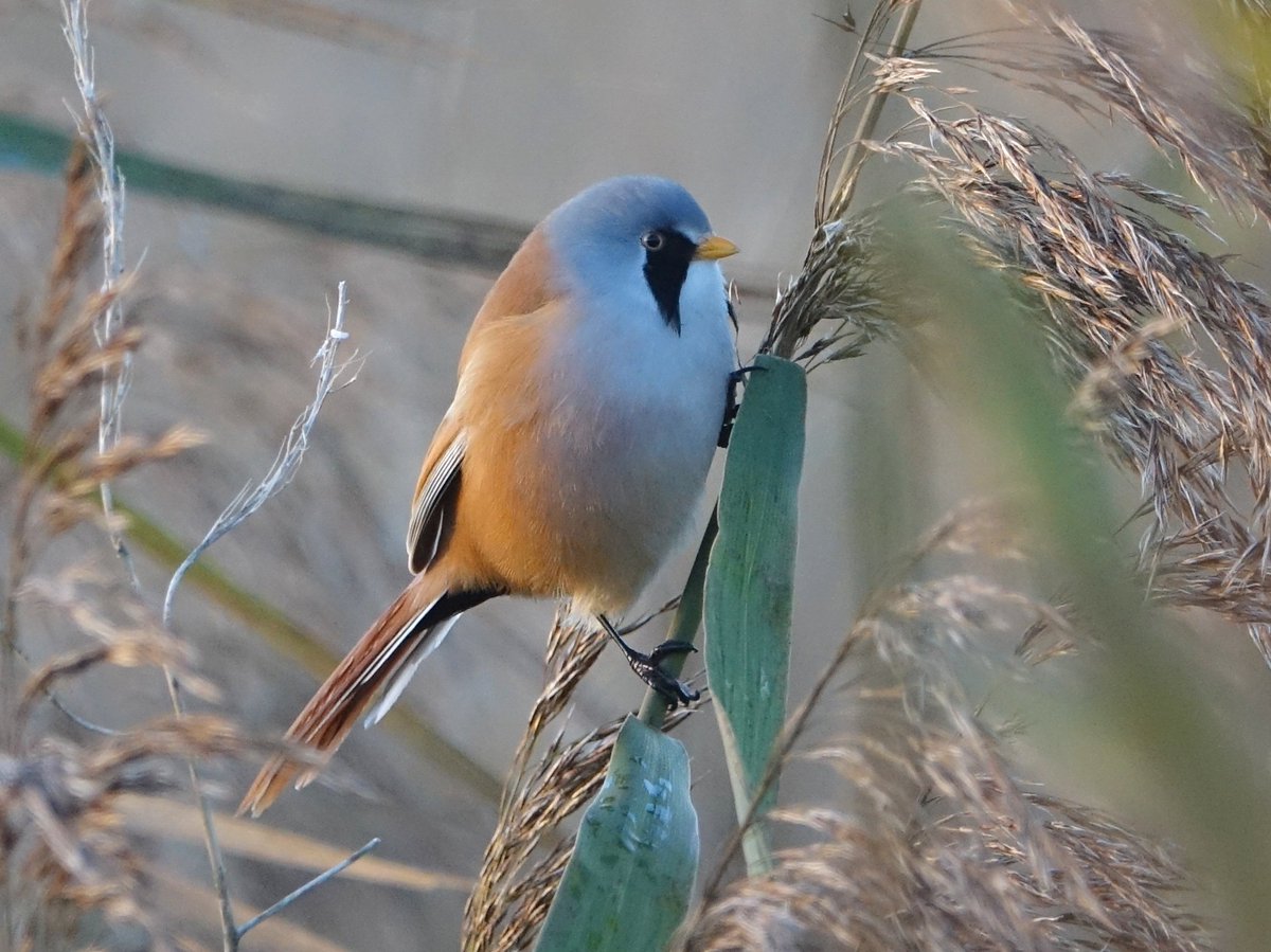 gisteren is t me dan eindelijk gelukt, terwijl ik niet eens op zoek was! Prachtig zijn ze, de baardmannetjes!!!
